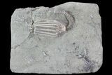 Macrocrinus Crinoid Fossil - Crawfordsville, Indiana #68748-1
